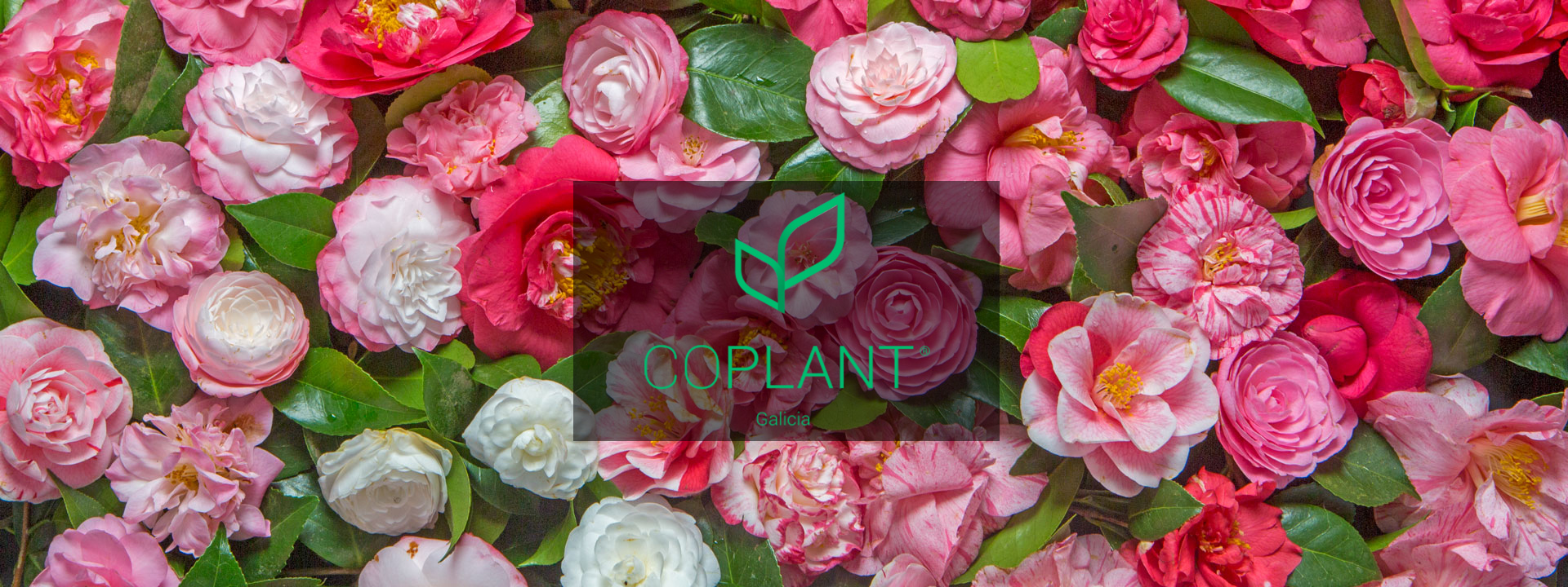 COPLANT, Comercializadora de Planta Ornamental