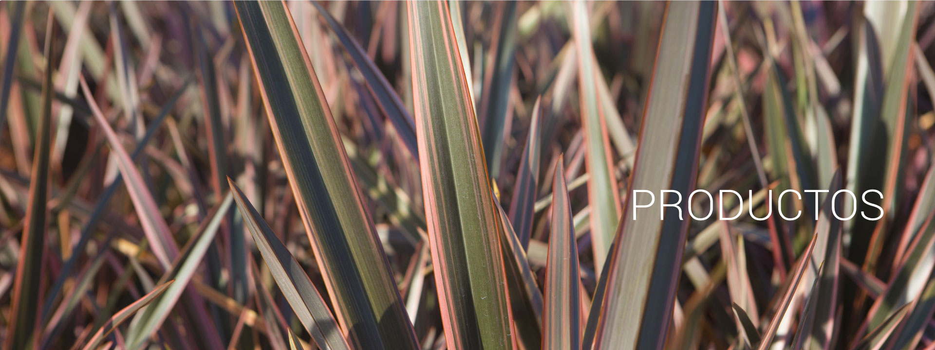 COPLANT, Comercializadora de Planta Ornamental