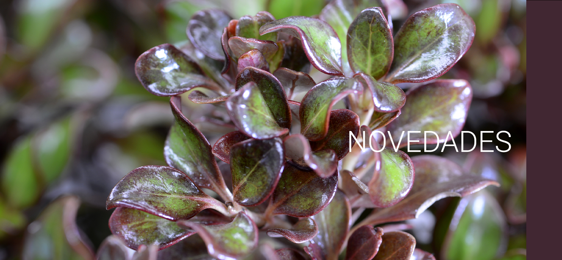 Novedades COPLANT planta ornamental