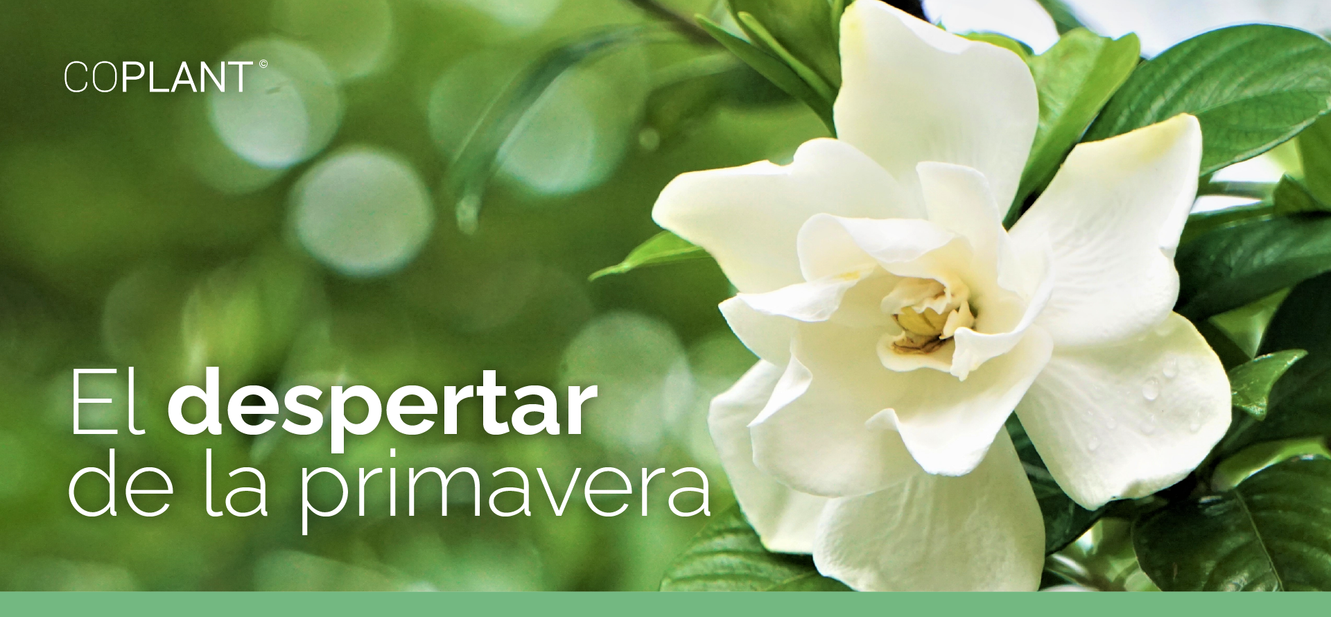 El despertar de la primavera
