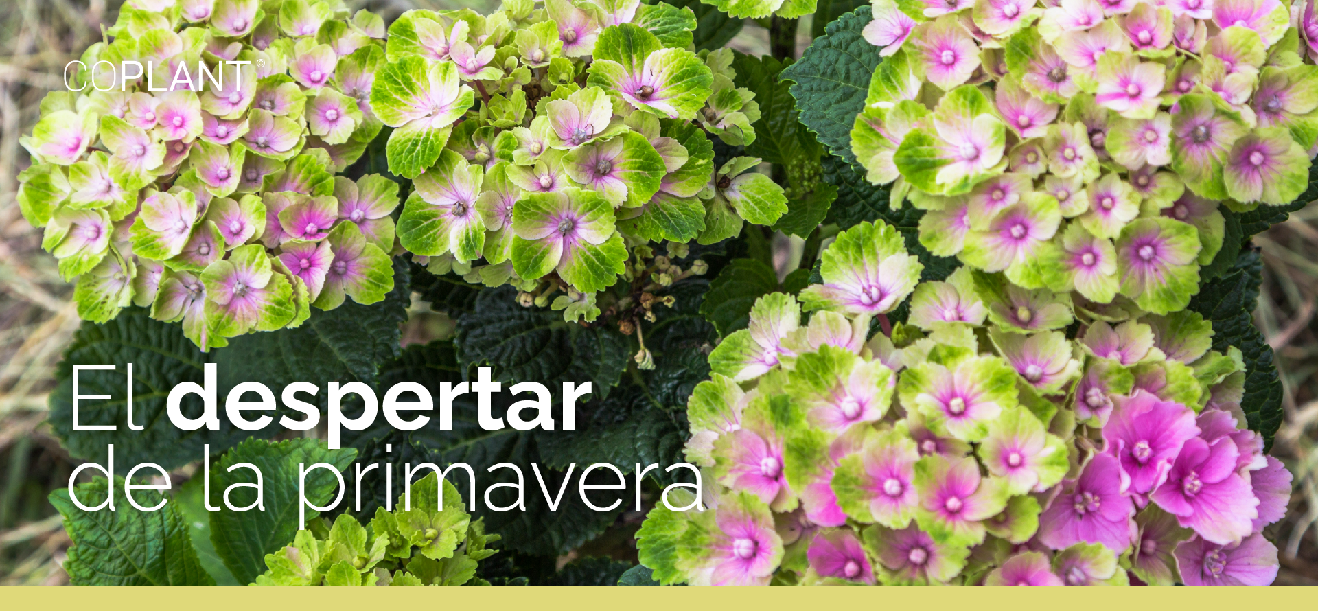 El despertar de la primavera