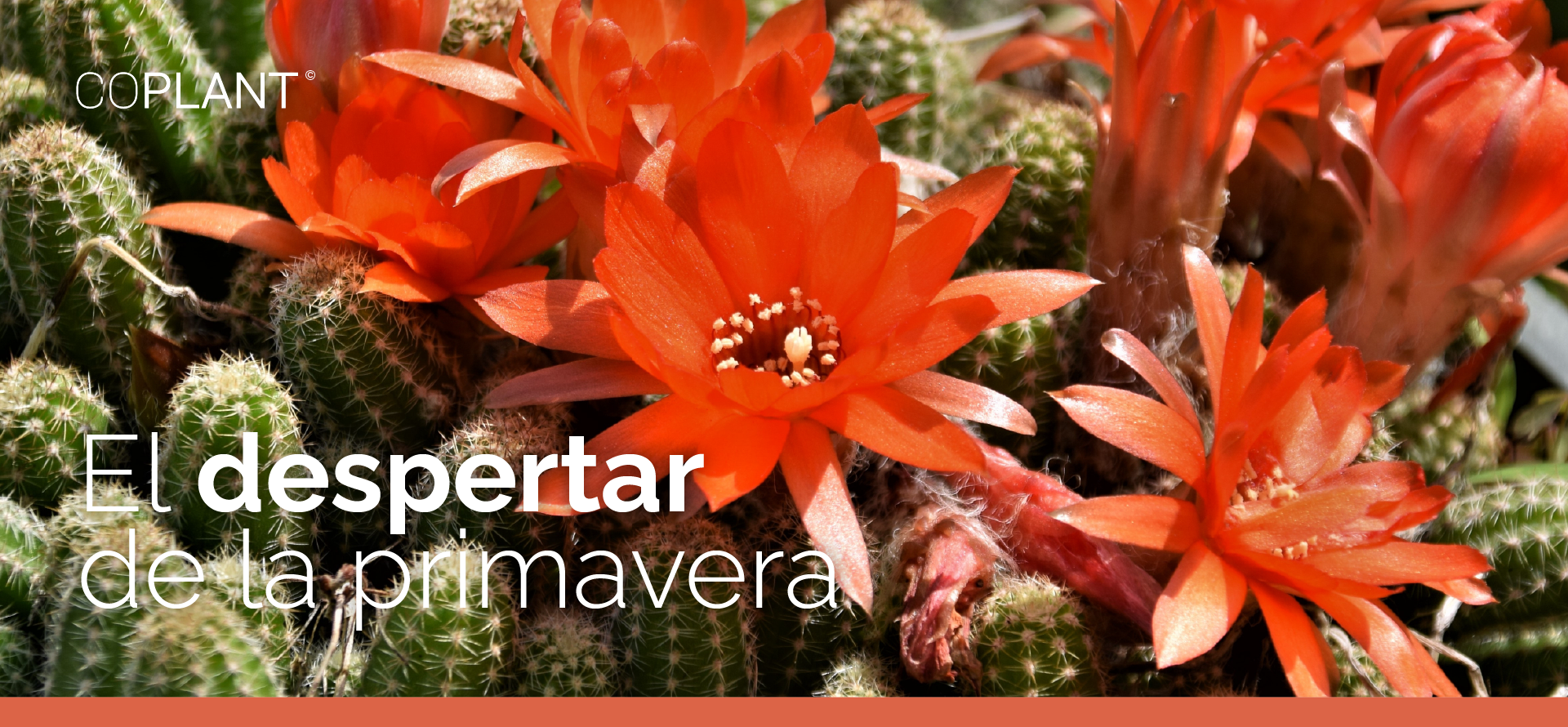 El despertar de la primavera