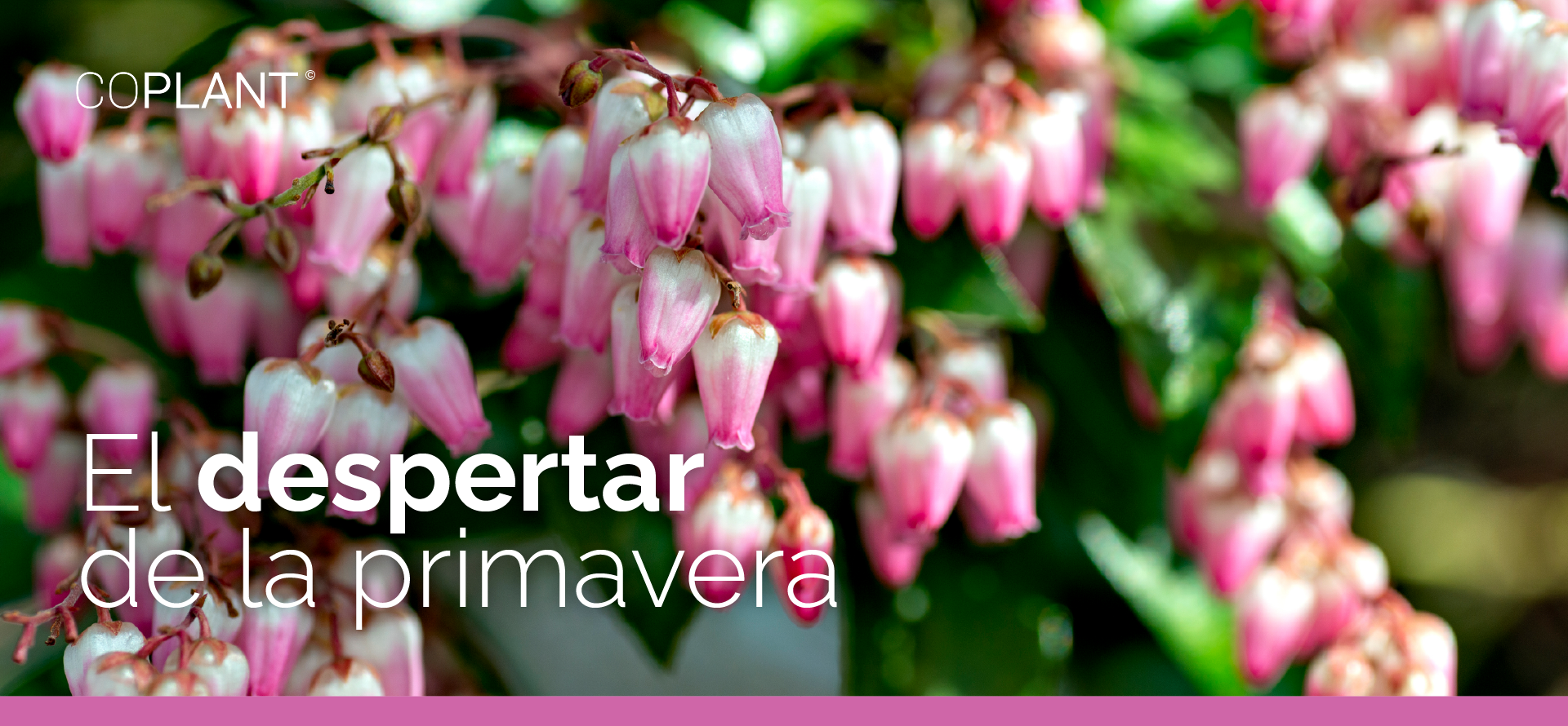 El despertar de la primavera