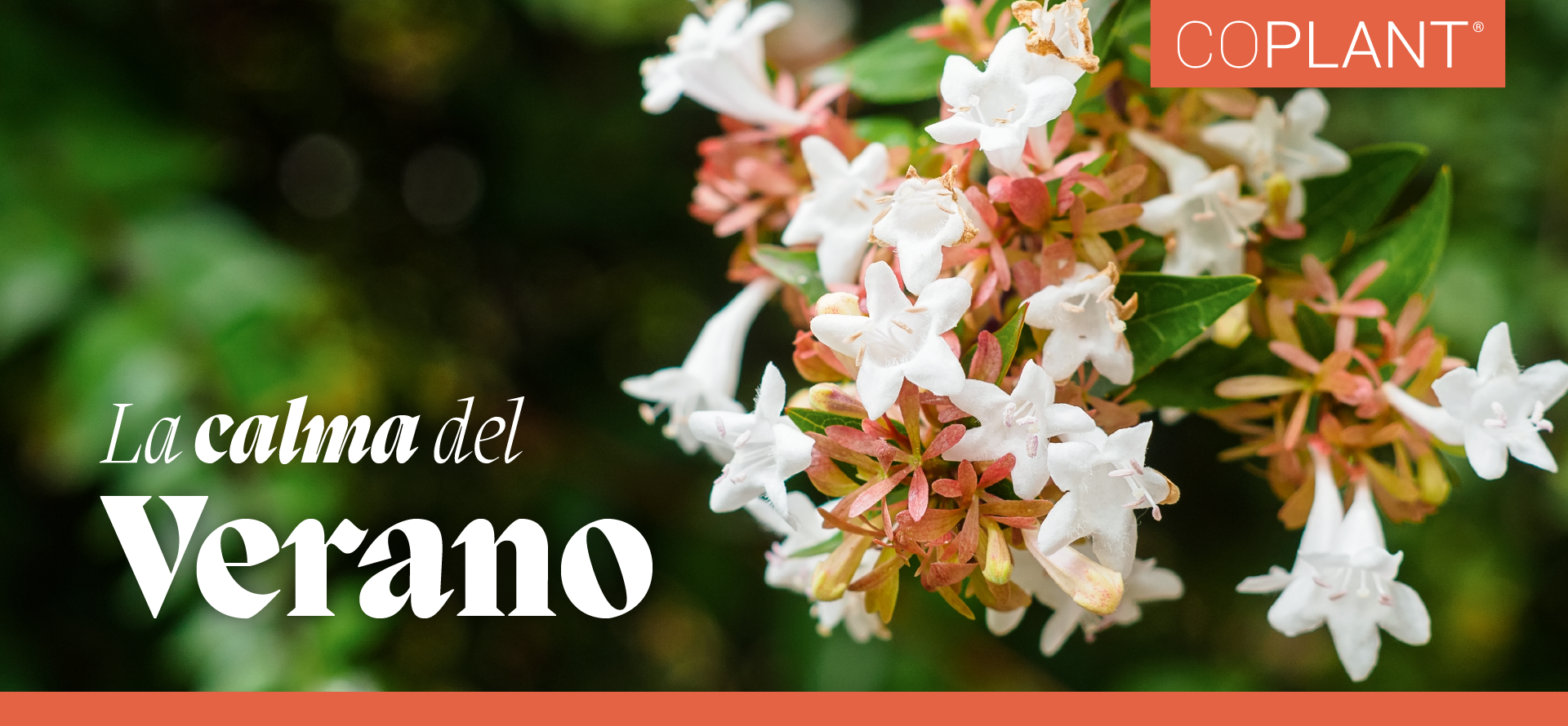 La calma del verano