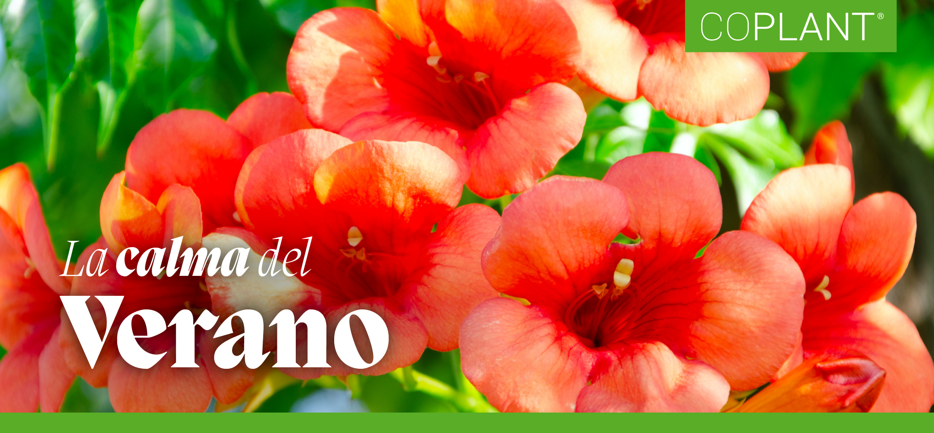 La calma del verano