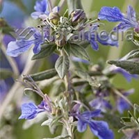 TEUCRIUM