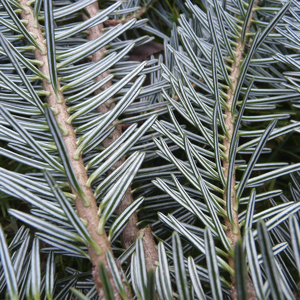 ABIES