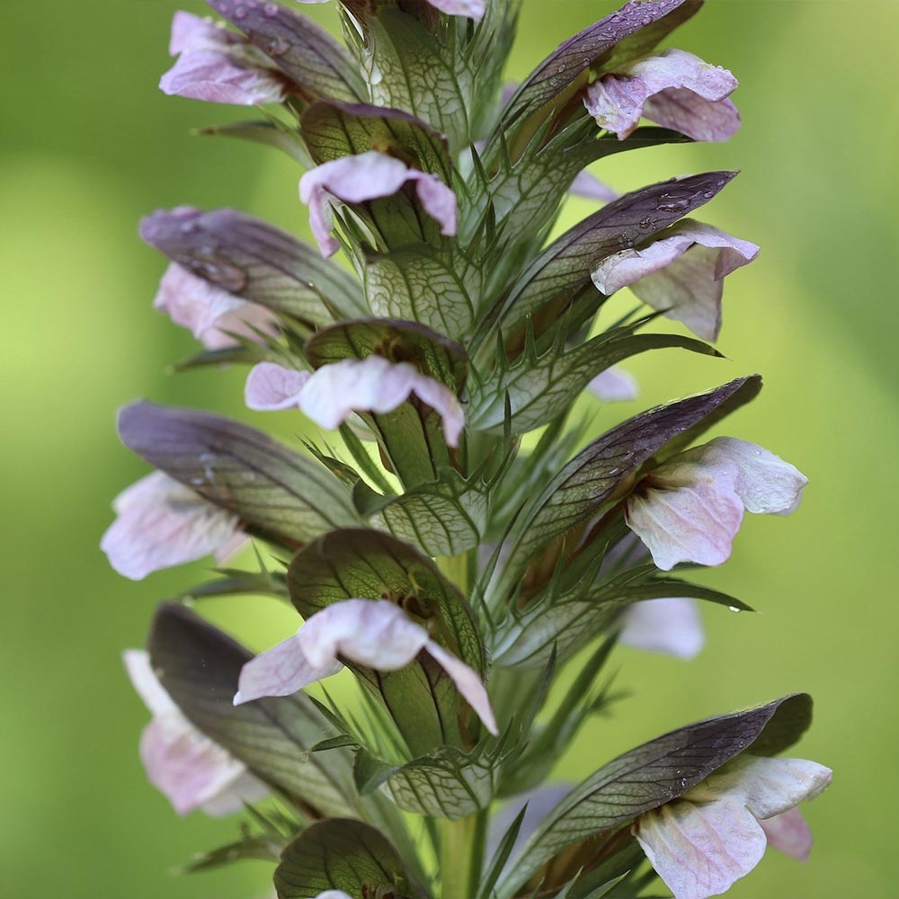 ACANTHUS