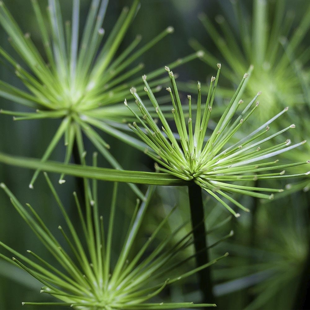 PLANTAS ACUÁTICAS