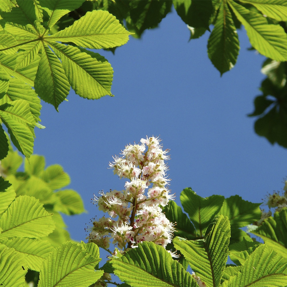 AESCULUS