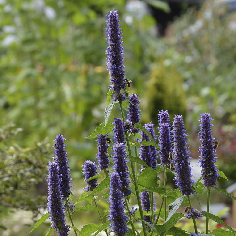 AGASTACHE