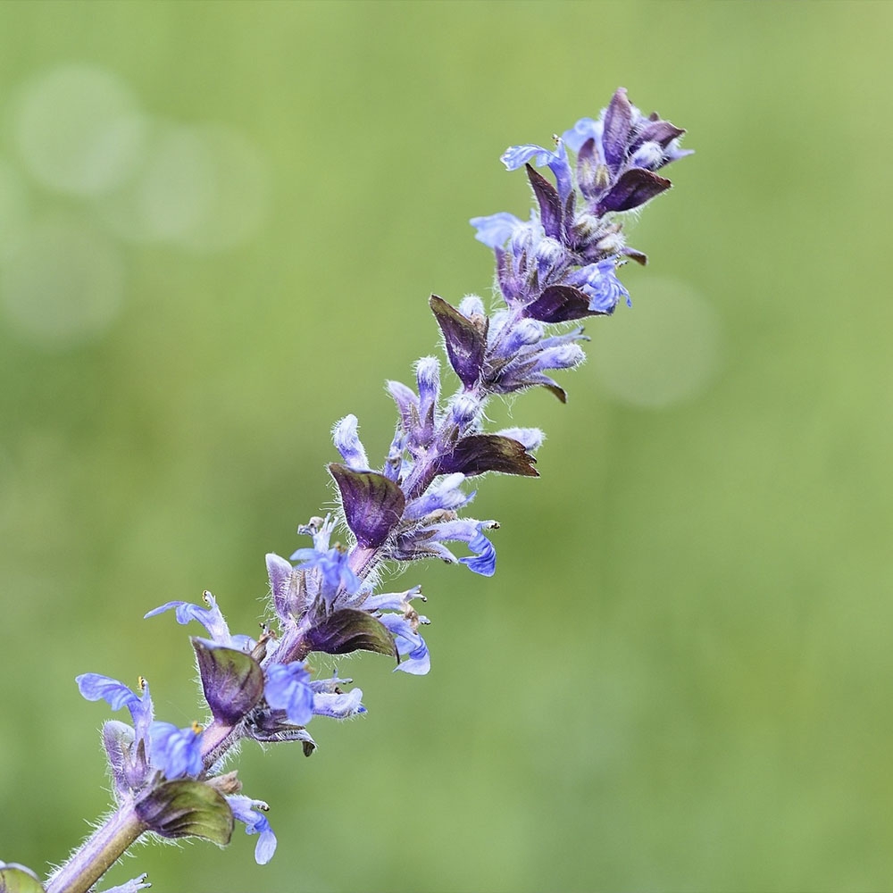 AJUGA