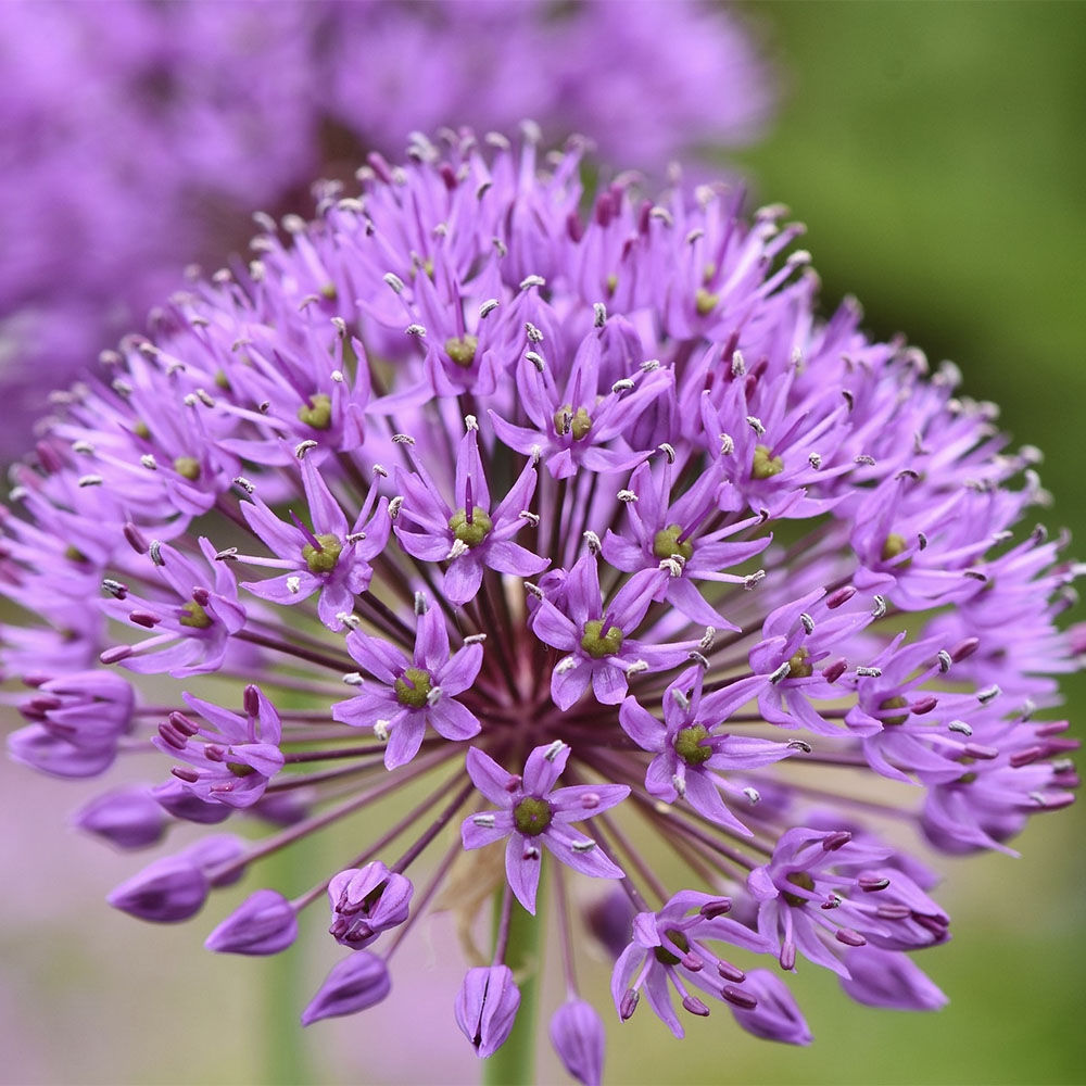 ALLIUM