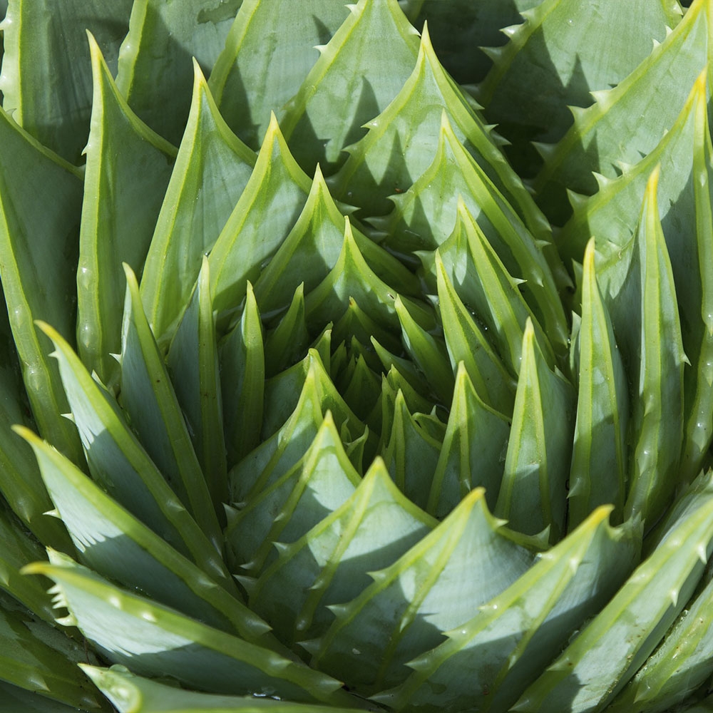 ALOE