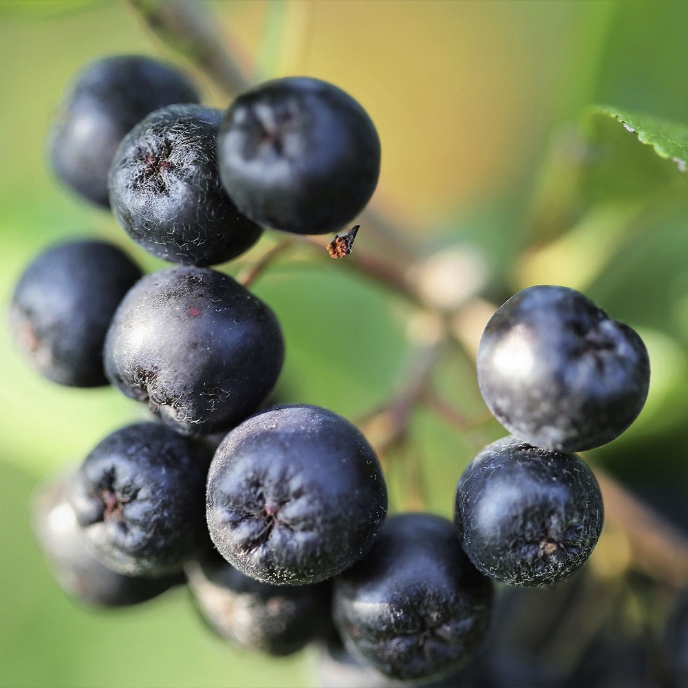 ARONIA