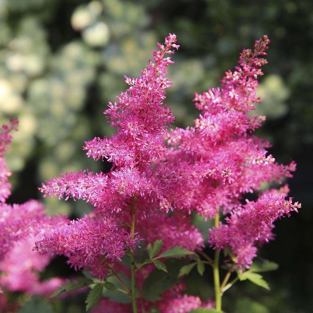 ASTILBE