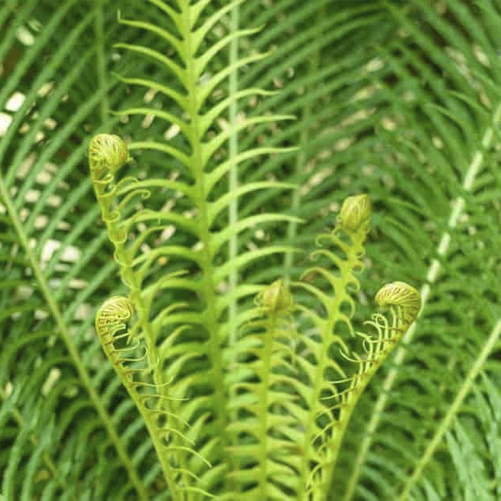 BLECHNUM