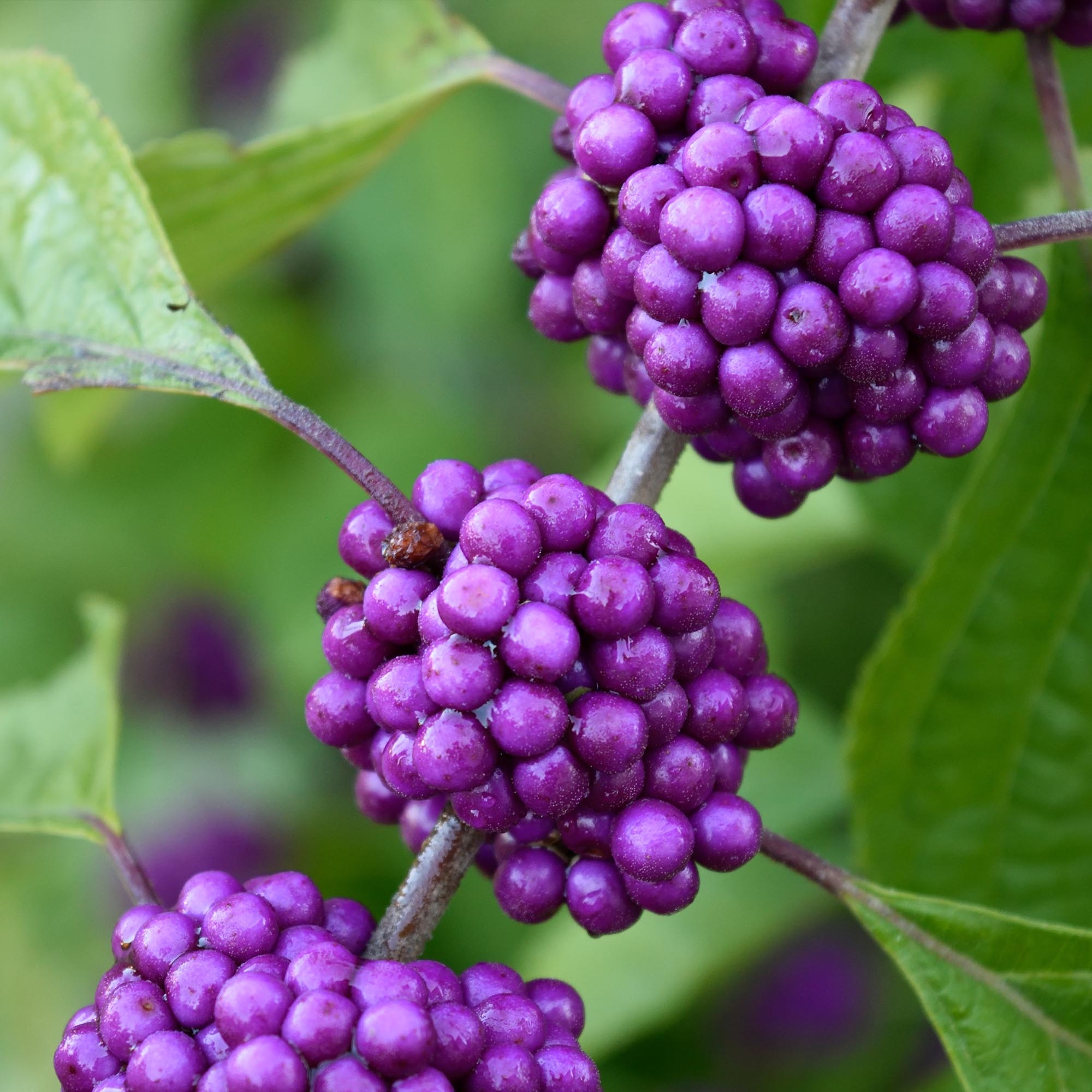 CALLICARPA