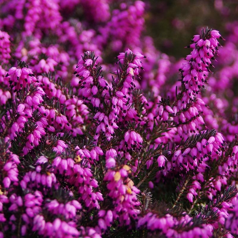 CALLUNA