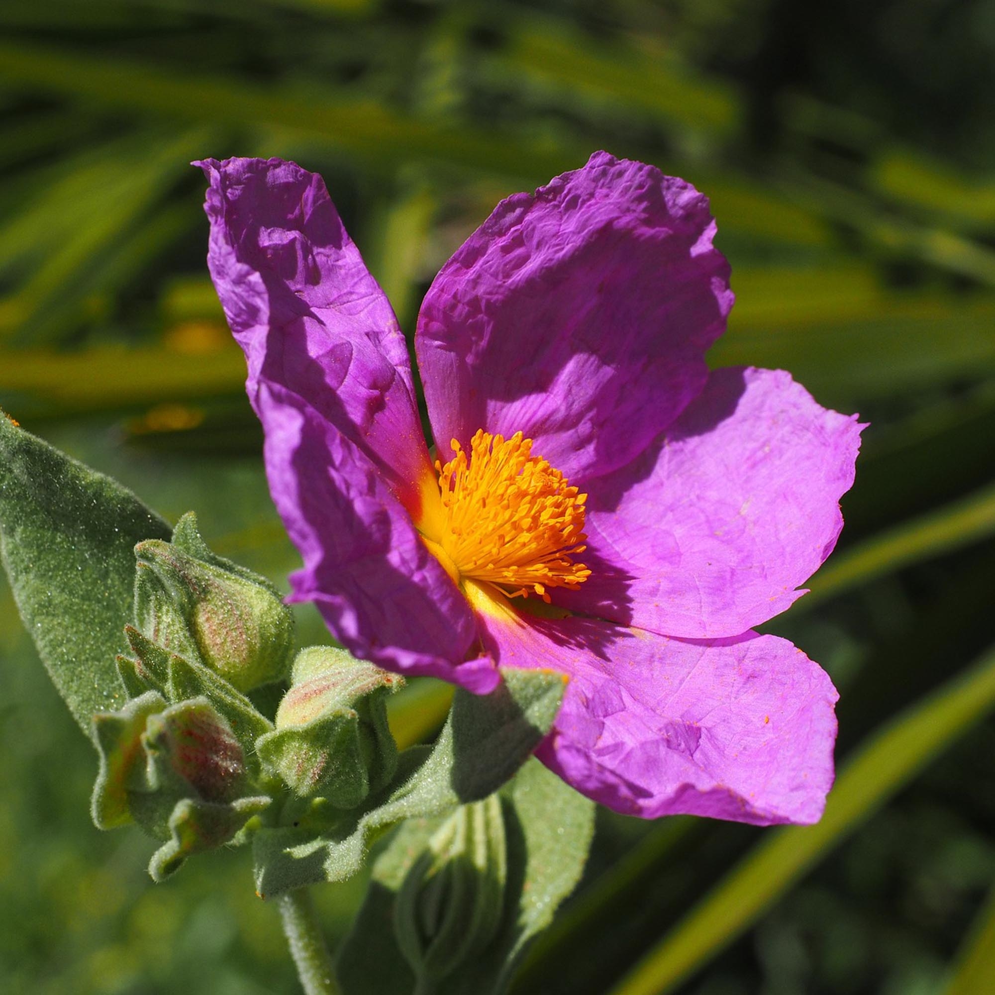 CISTUS