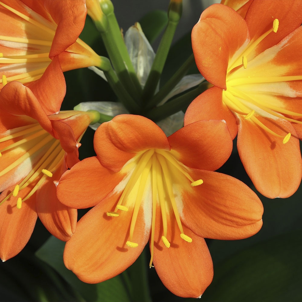 CLIVIA