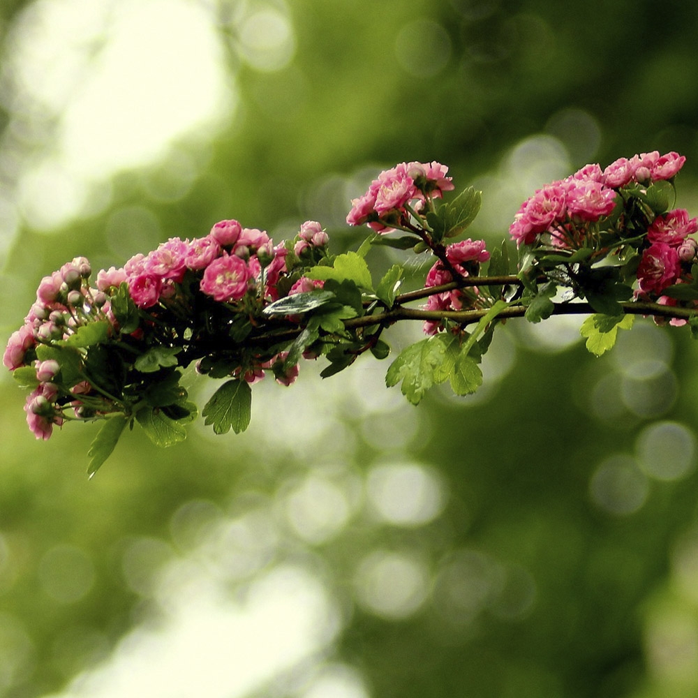 CRATAEGUS