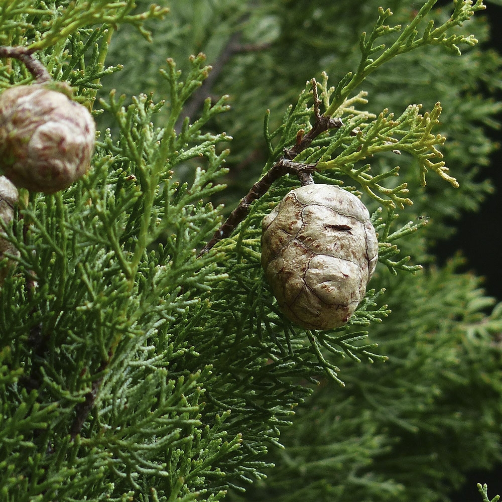 CUPRESSUS