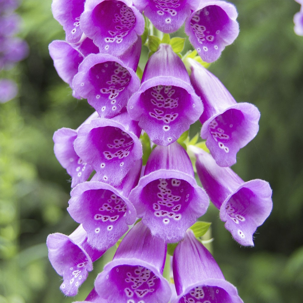 DIGITALIS