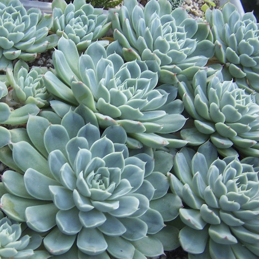 ECHEVERIA