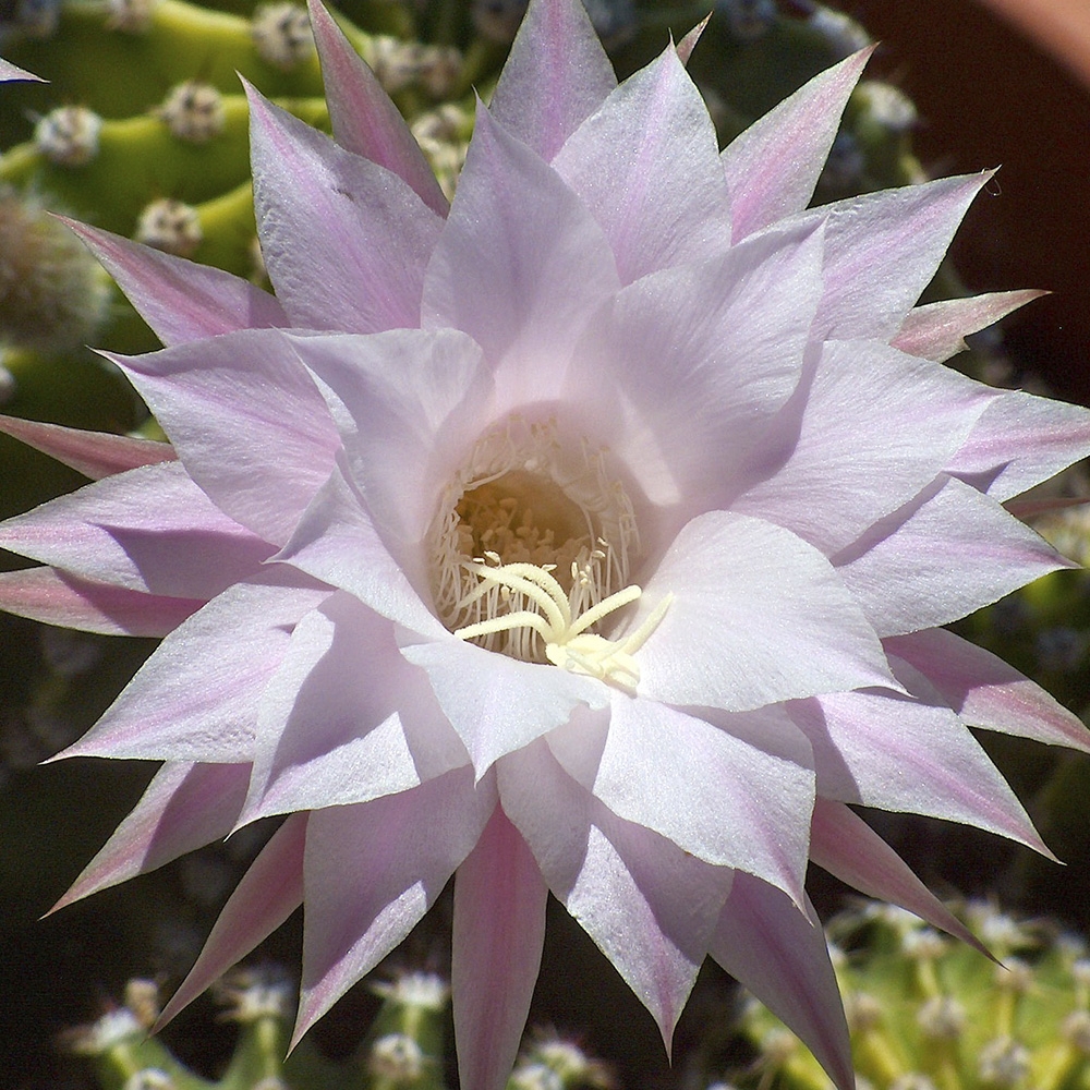 ECHINOPSIS