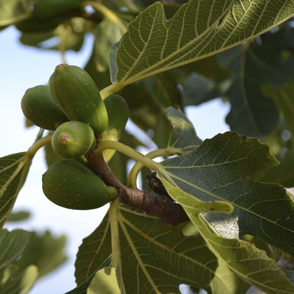 FICUS