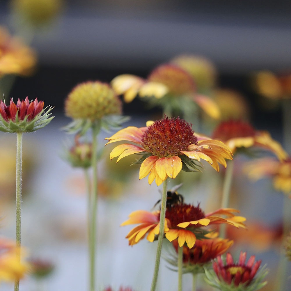 GAILLARDIA