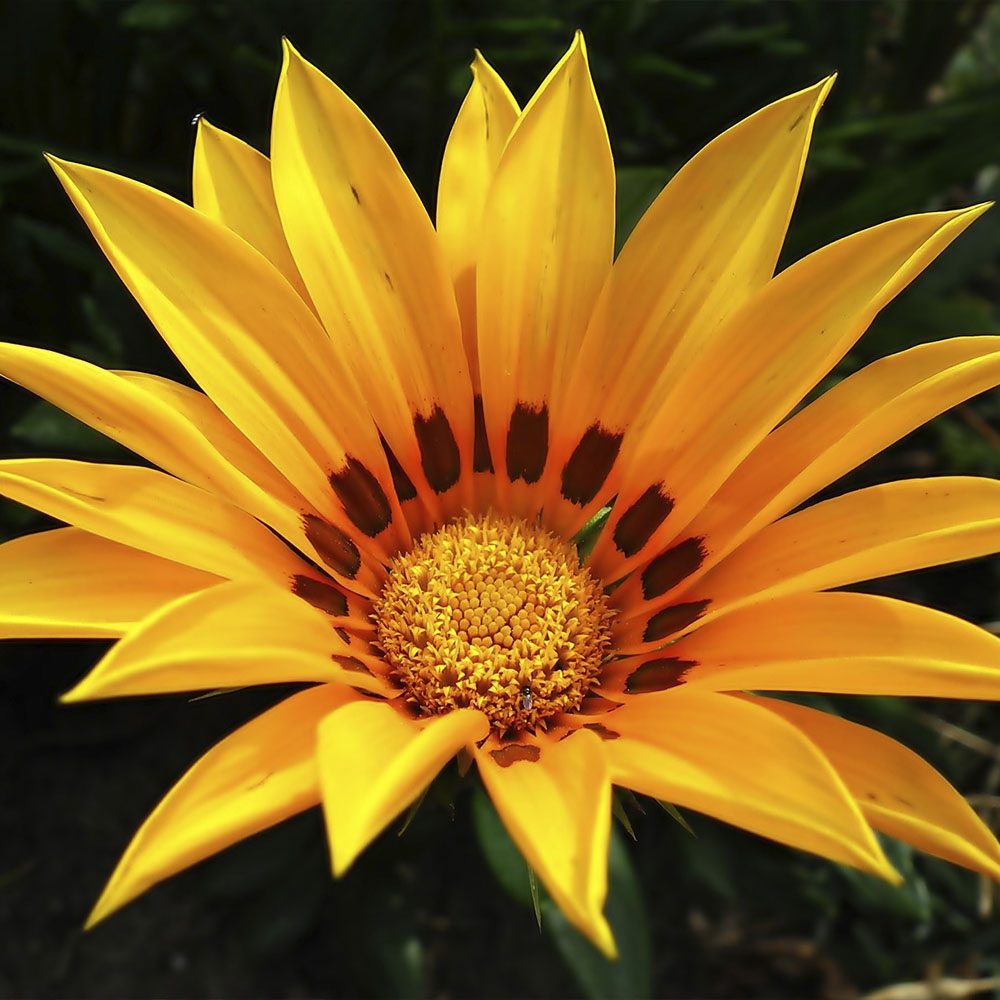 GAZANIA