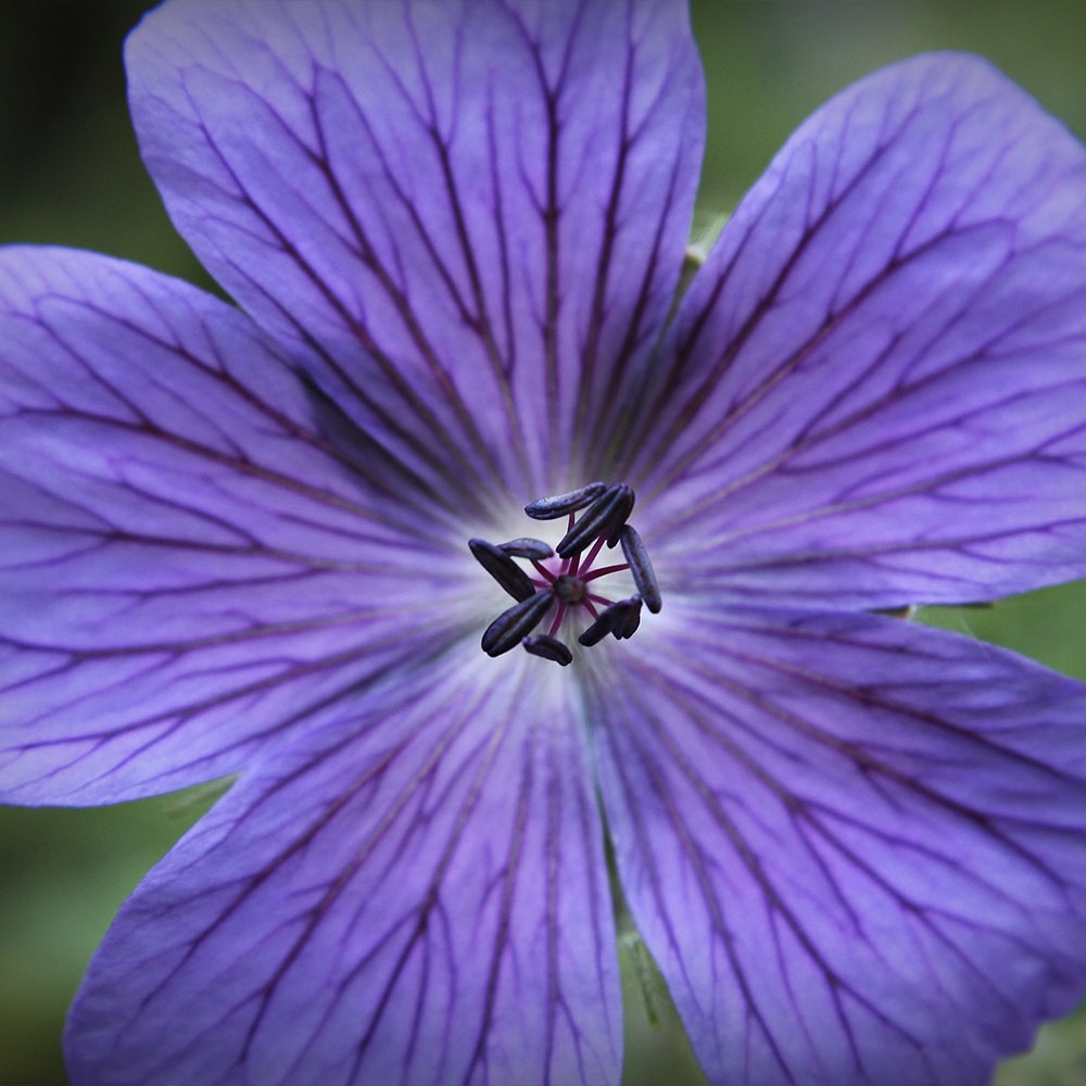 GERANIUM