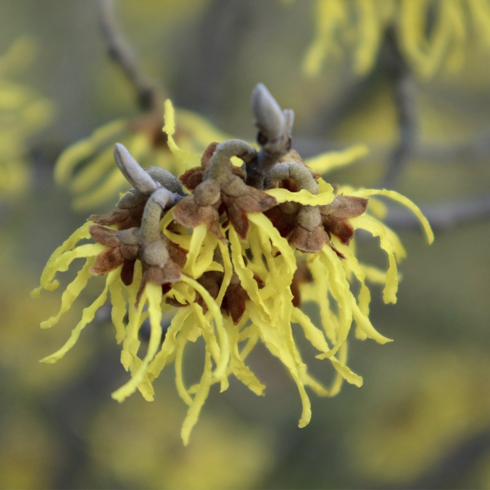 HAMAMELIS