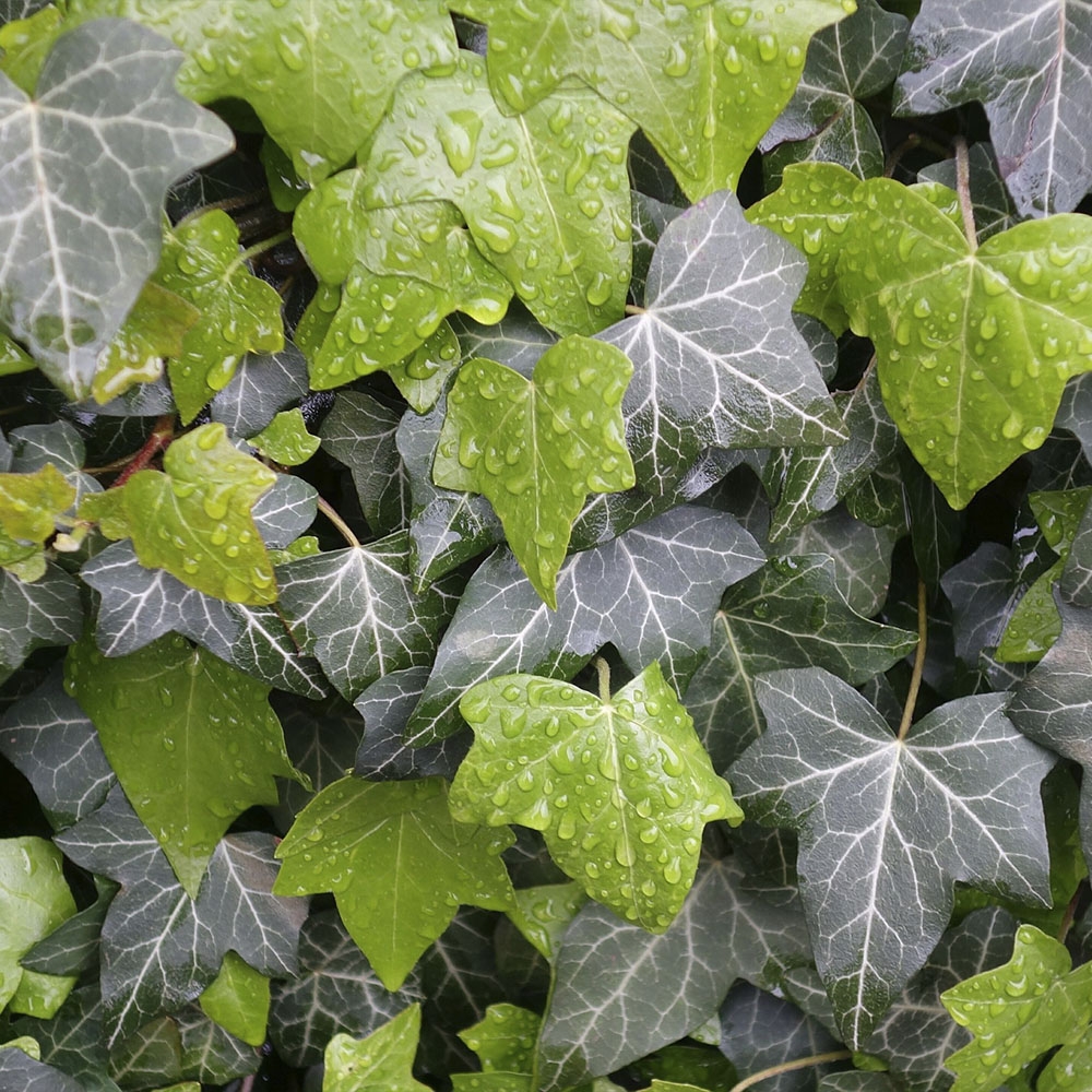 HEDERA