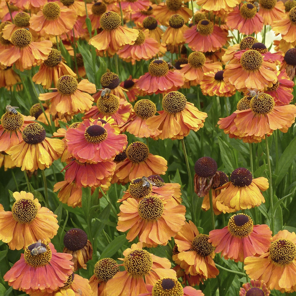 HELENIUM