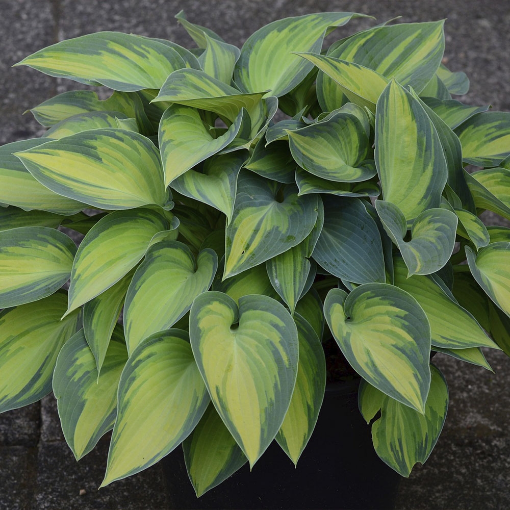 HOSTA