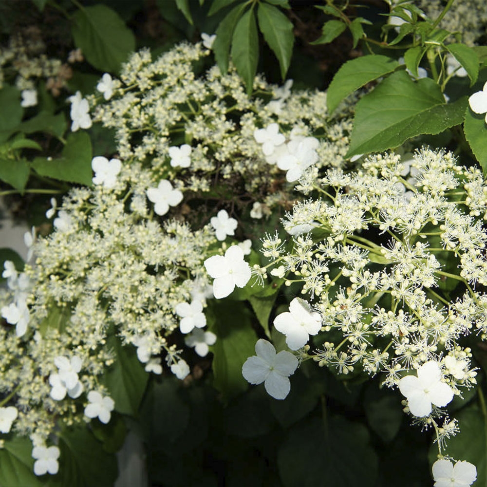 HYDRANGEA