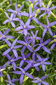 ISOTOMA