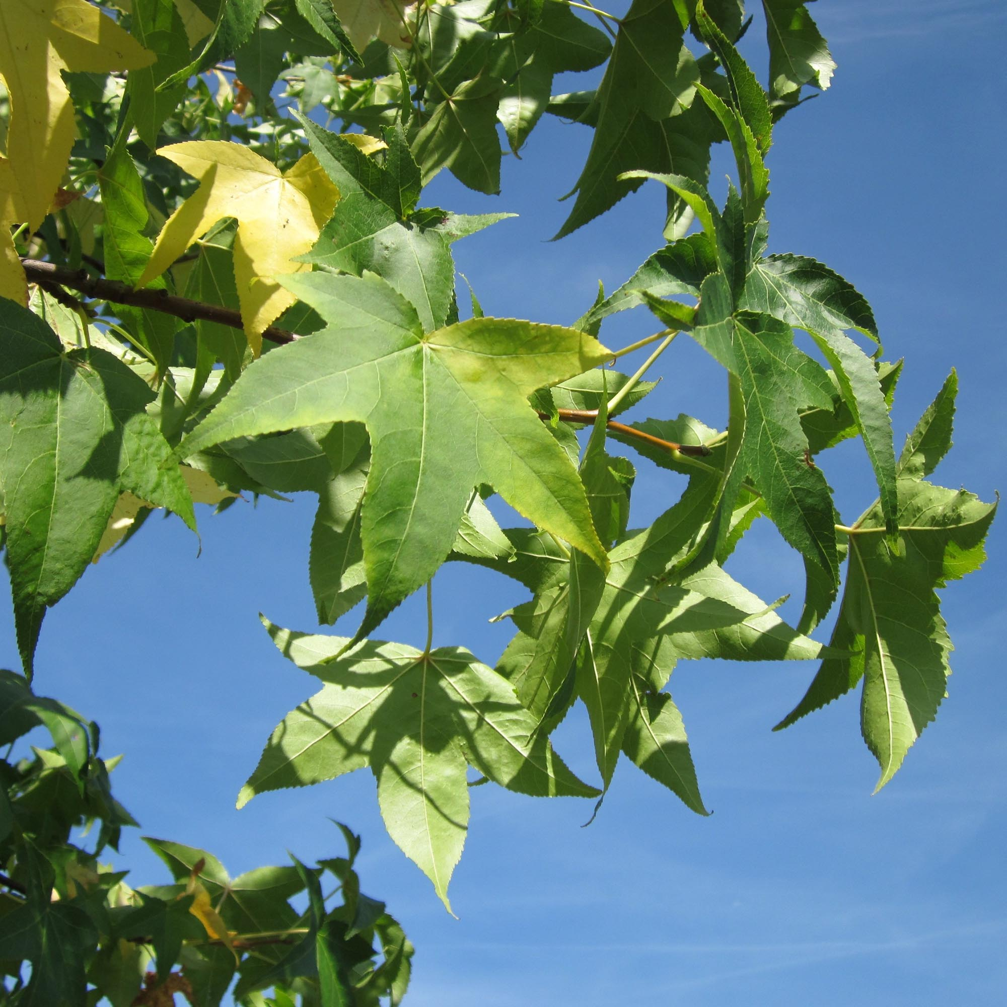 LIQUIDAMBAR