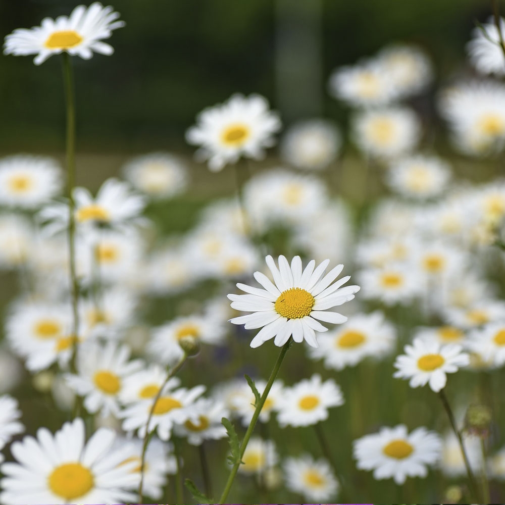 LEUCANTHEMUN