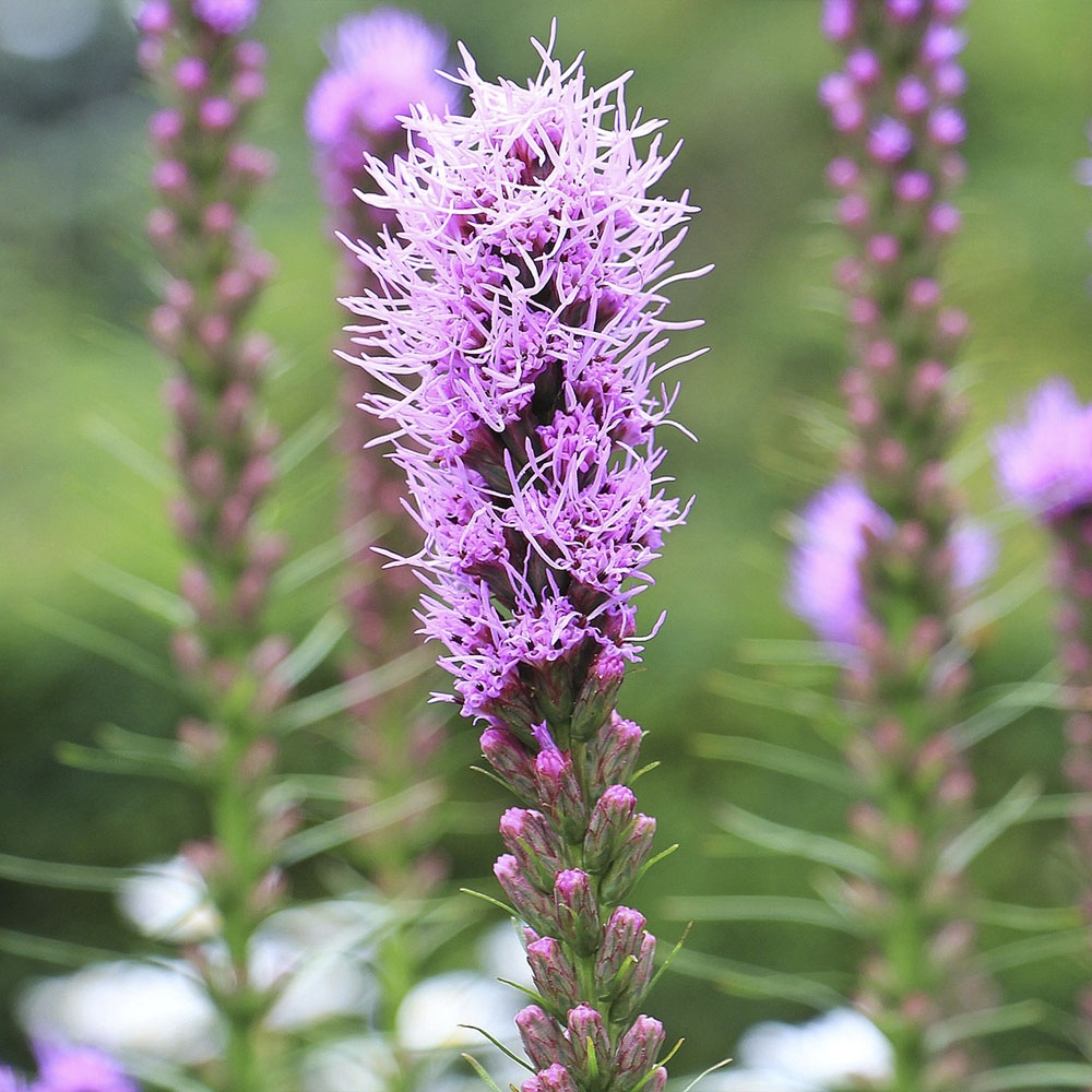 LIATRIS