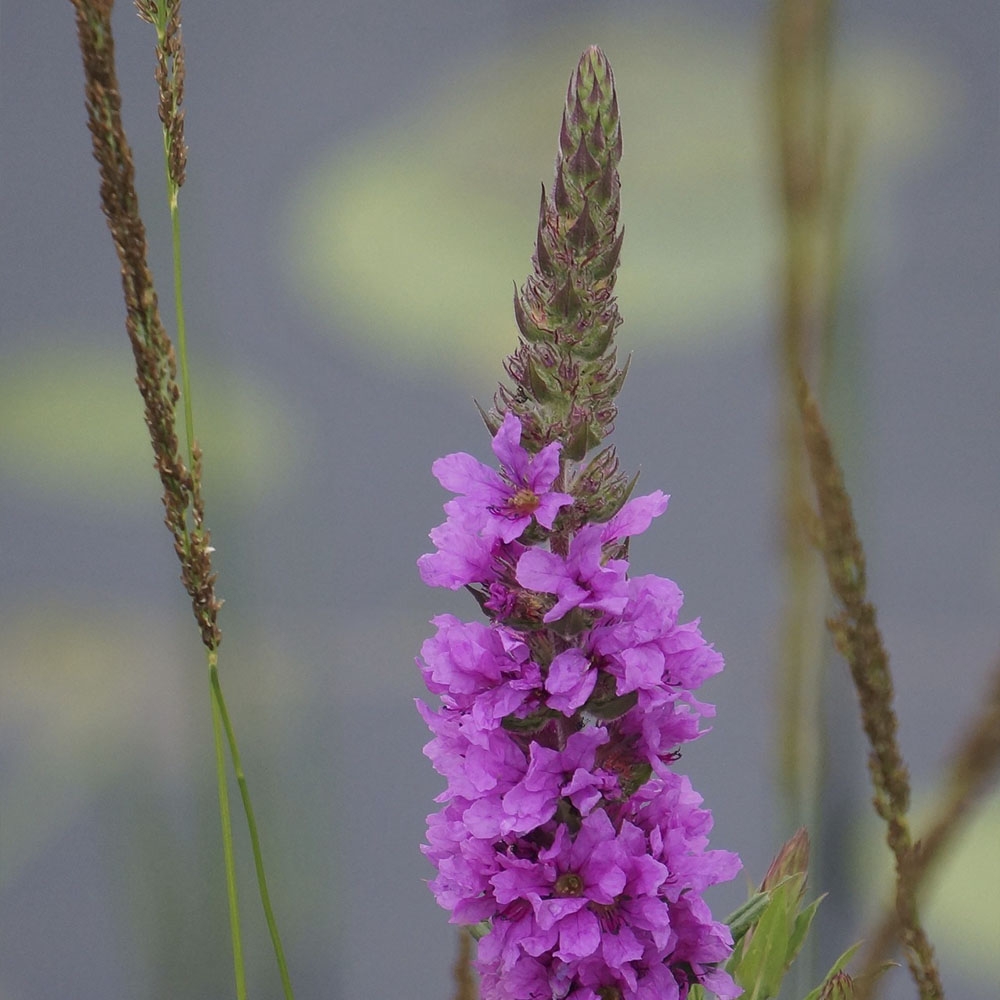 LYTHRUM