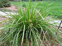 LOMANDRA