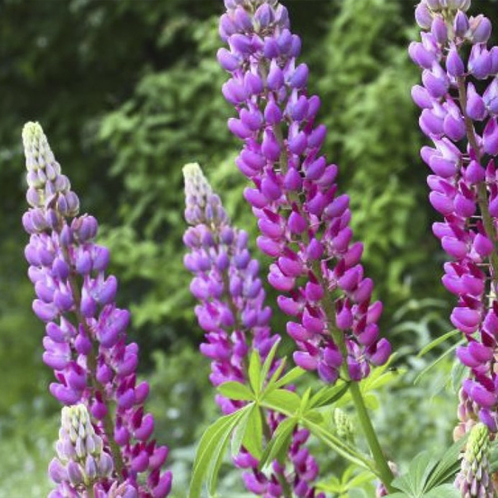 LUPINUS