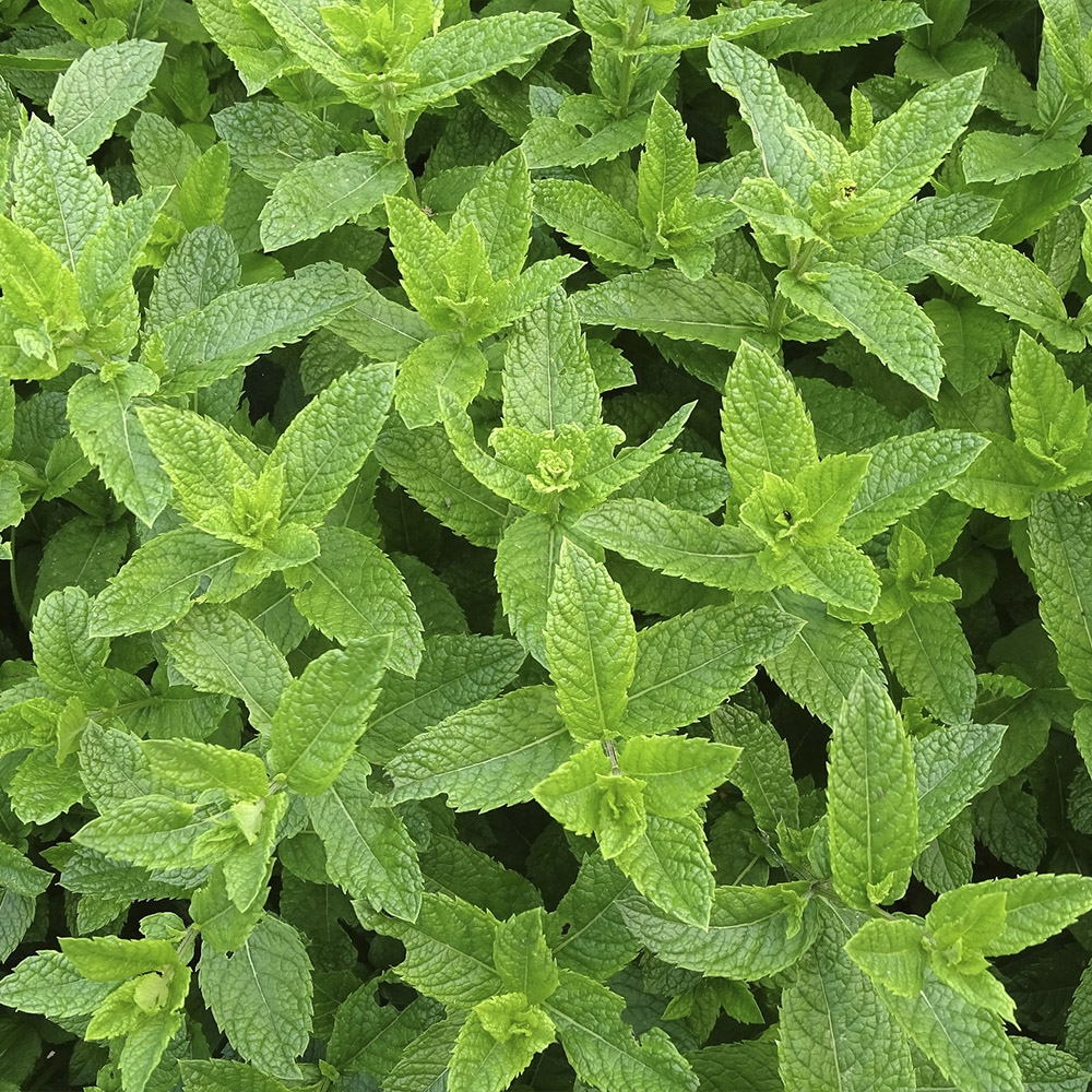 MENTHA