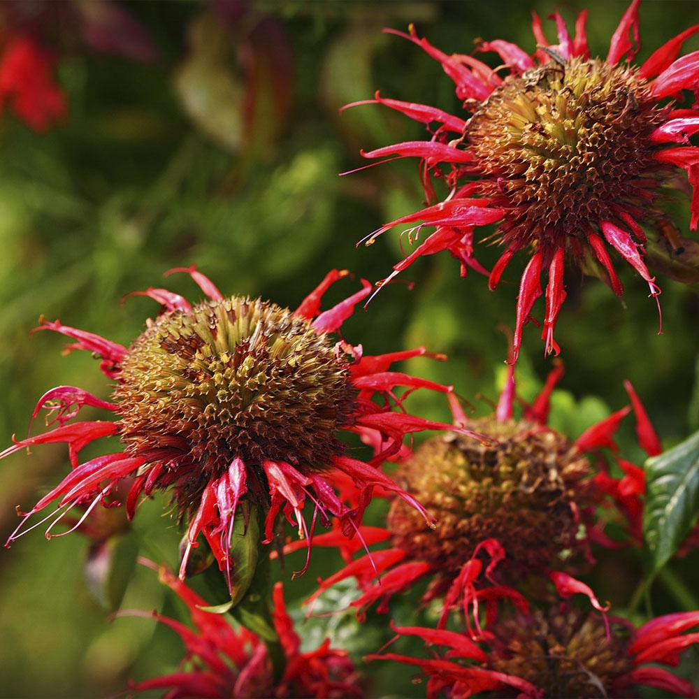 MONARDA