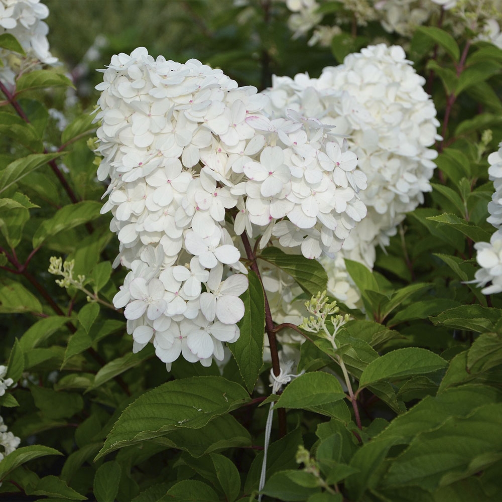 HYDRANGEA