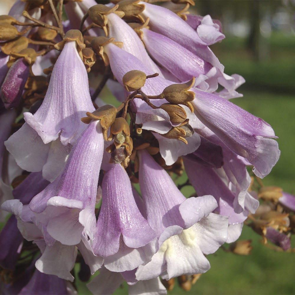 PAULOWNIA